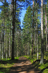 Obraz premium Beautiful scenic road in the forest. Fresh air.