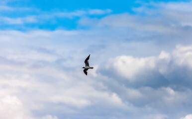 Flying bird river gull on the background of blue sky and white clouds (Background, banner, Wallpaper)