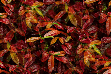 Fresh red leaves or Bright red leafs background as the autumn seasonal wallpaper and backdrop