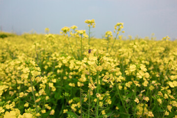 Obraz premium Rapeseed flowers growing in the sun and bees collecting nectar