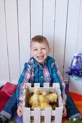 a boy in a good mood plays with an Easter bunny and little yellow ducklings, joy on the baby's face