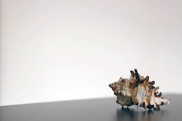 Fototapeta na wymiar murex endivia Seashell with white background