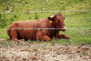 Brown cow in a green field behind wire fence. Agriculture industry. Domestic animal in a nature environment. Farming for meat and dairy business