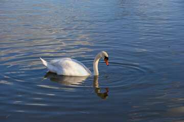 Mute Swan (Cygnus olor) on the River Thames at Clifton Hampden