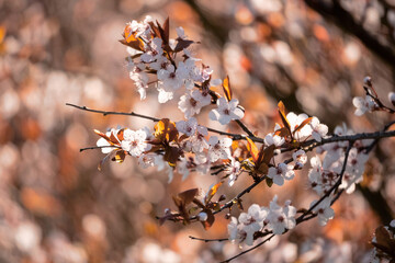 Autumn white flowers on a tree, brown leafs out of focus in the background. Spring time theme. Selective focus