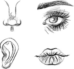 human face parts. Eye, nose, lips, ear, original hand drawn sketch art