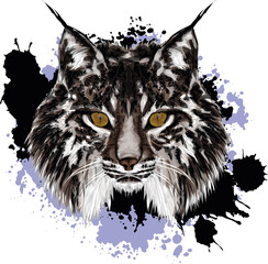 Lynx. Realistic, hand-drawn, graphic portrait - Original portrait of wild cat  © loulou2014597