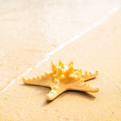 Starfish on tropical sandy beach