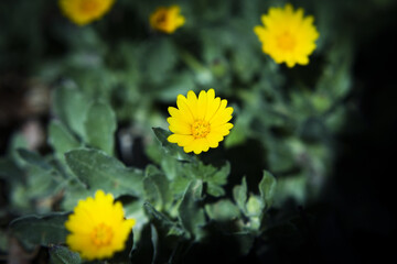 Set of yellow daisies on the grass