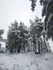 trees in snow