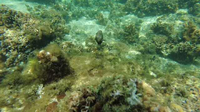 縄張りを守る魚と目が合う水中動画