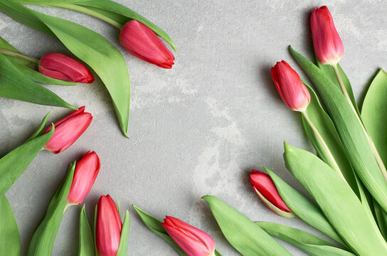 Fresh red spring tulips flowers on grey concrete background, floral layout