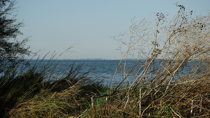 Obraz premium Broussailles dans les dunes de l'ile d'Oléron