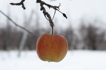 jabłko na drzewie zimą - obrazy, fototapety, plakaty