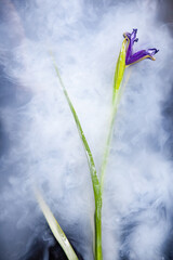 Purple iris flower in bath with white water