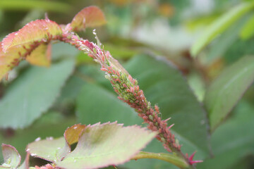 Green aphids infesting a rose bud, stem and leaves in the garden