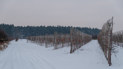 sad jabłoni zimą © Marcin