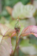 Green aphids infesting a rose bud, stem and leaves in the garden