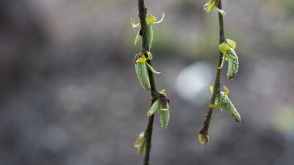 배경으로 쓰기 좋은 이른봄 꽃 이미지(An image of early spring flowers that are great for use as a background)