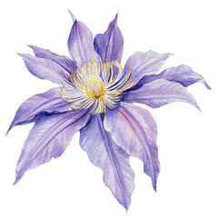 Purple clematis flower on a white background. Watercolor botanical illustration