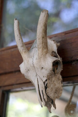 Fototapeta premium Goat skull / Front view of a goat skull with horns