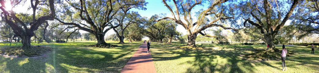 Oak Alley plantation trees on a beautiful sunny day, Louisiana - Panoramic view
