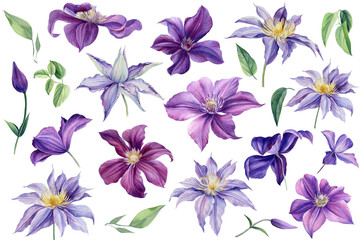 Set purple clematis on a white background, watercolor illustration. Floral elements for arrangements.
