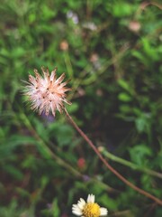 flower of a dandelion