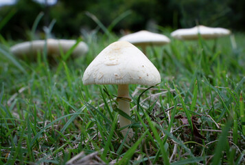 mushrooms in the grass
