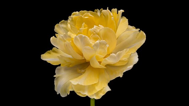 Timelapse of yellow tulip flower blooming on black background,
