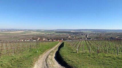 landscape with vineyards