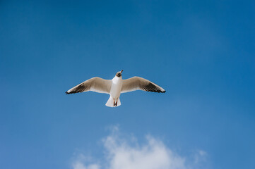 Fototapeta na wymiar A beautiful lonely white seagull flies, soars at a height against a background of blue sky and clouds on a sunny day.