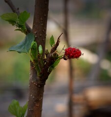berries on a branch