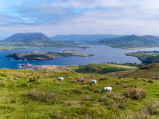 sheeps in ireland amazing landscape with blue sky and mountains