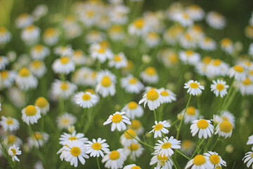 Blurred flower chamomile background