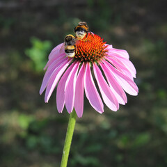 bee on medicinal echinacea flower