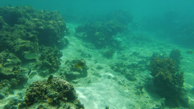 浅瀬を泳ぐ魚を追いかける水中動画