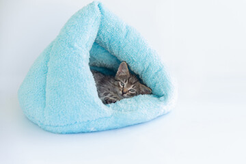 Tabby kitten sleeps in a soft blue house
