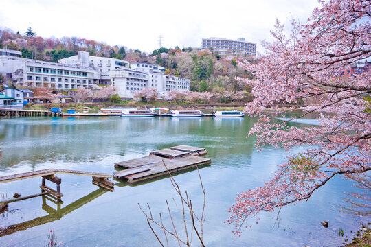 Sakura full bloom in Enakyosazanami Park, Gifu prefecture, Japan.