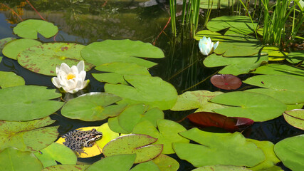 A common frog sits on a water lily leaf in a garden pond. 