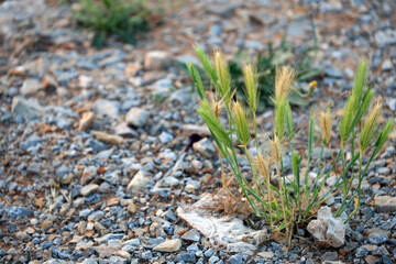 The rye green growing in the field
