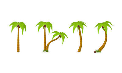 Fototapeta na wymiar Cartoon Palm Trees. Isolated element for design.