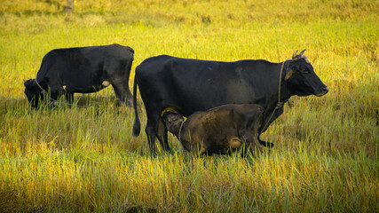 Young calf drinking mothers milk in the evening paddy field while mother cow watchful of surroundings. one of nature's beautiful sightings. mothers unlimited love and care for their baby concept.
