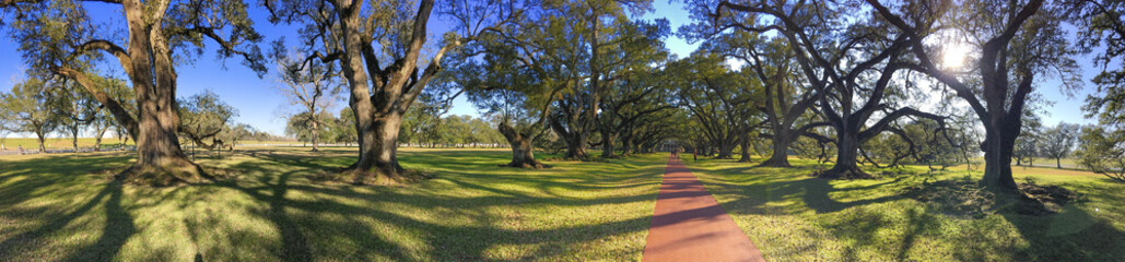 Oak Alley plantation trees on a beautiful sunny day, Louisiana - Panoramic view