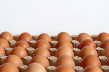 Cell of brown chicken eggs