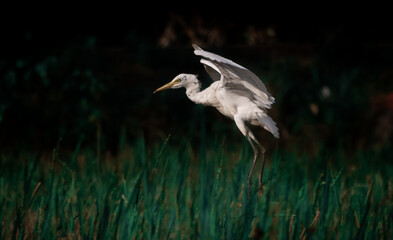 Egret bird ready to land in the paddy field.