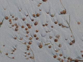 mini jellyfish in water on beach