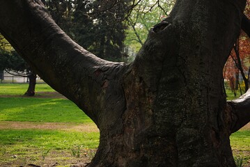 Viele Sitzbänke stehen im Park, davor eine dicke Platane.