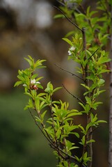 Erste Blüten zeigen sich an einem jungen Vogelkirschbaum.