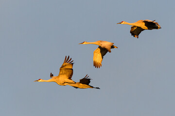 Migrating Greater Sandhill Cranes in Monte Vista, Colorado